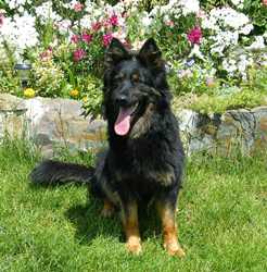 Grand Ch., Ch. Ajša od Motyčínské skály