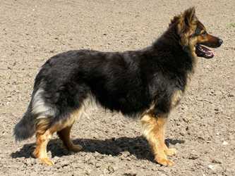 Ch., JCh. Keisy z Dašického zátiší