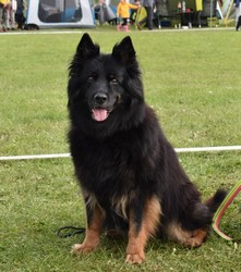 Grand Ch., Ch., VCh. Ennie z Boršova