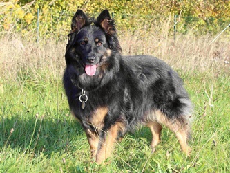 Grand Ch., Ch., VCh. Princess z Gipova