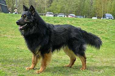 Grand Ch., Ch. Atrey Magic Inferno