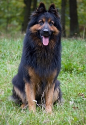 Grand Ch., Ch., JCh., VCh. Caezare Chucky od Malého Kosíře