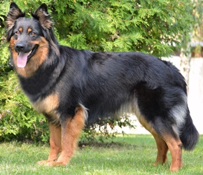 Grand Ch., Ch., VCh. Ariel od Sázavského splavu