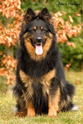 JCh., Ch. Cléra z Dašického zátiší