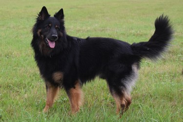 Ch., Grand Ch., VCh. Athos z Hájenska