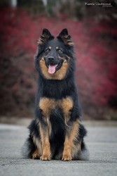 JCh., Ch., Grand Ch. Aisha Moravský zázrak