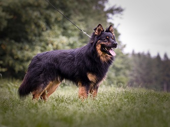 Ch., Grand Ch. Fresh Prince Lukato Gold