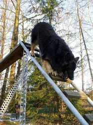 Ch., VCh. Drago Gold Nova