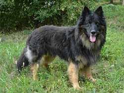 Ch., VCh. Drago Gold Nova