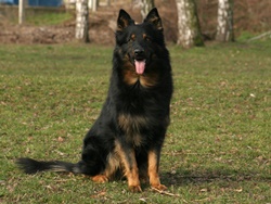 Ch. Gar z Dašického zátiší