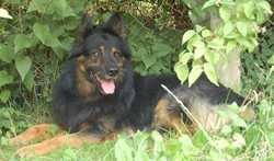 Grand Ch., Ch. Gass Stamo-Bud