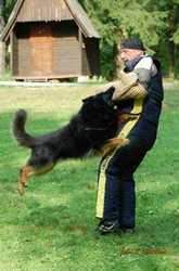 Grand Ch., Ch., VCh., JCh. Orin Bryvilsár