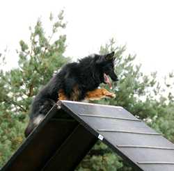 Grand Ch., Ch. Roky Bryvilsár