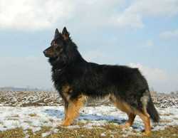 Grand Ch., Ch. Roky Bryvilsár