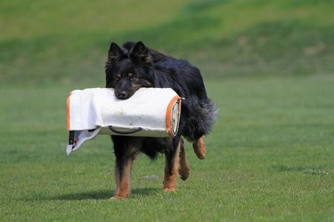 Ch. Foster Krosandra