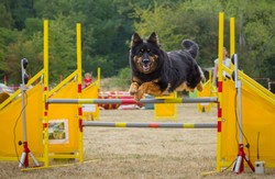 Ch., JCh., VCh. Irluka Krosandra