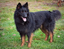 Grand Ch., Ch., JCh., VCh. Randy Krosandra