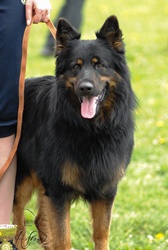 Ch., JCh., Grand Ch. Centaurus Fidelis et Fortis