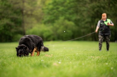 JCh., Ch., Grand Ch. Wurzi Bryvilsár